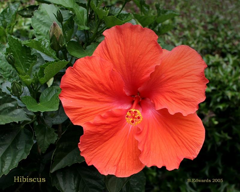 Hibiscus #2
