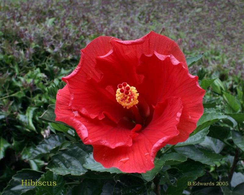Hibiscus #3