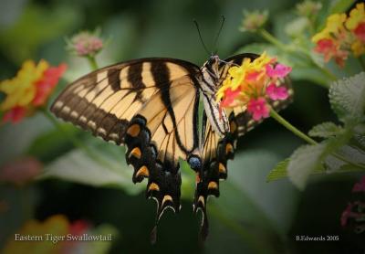 Eastern Tiger Swallowtail, 1A