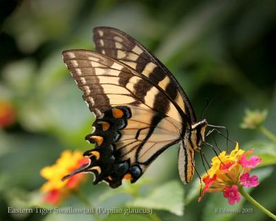 Eastern Tiger Swallowtail, 1B