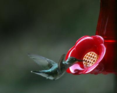 female Hummingbird