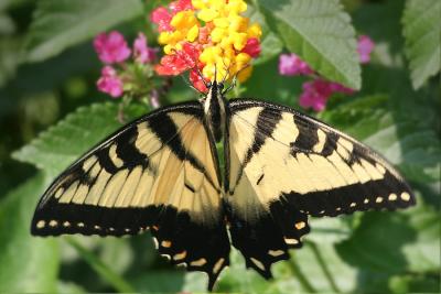 Eastern Tiger Swallowtail, 3