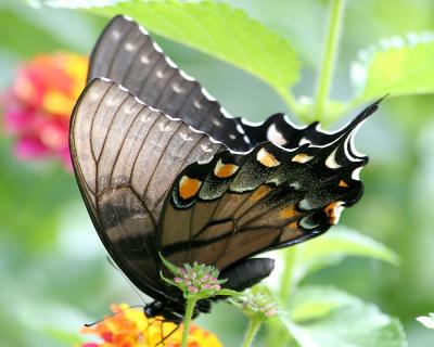 Tail of a SwallowTail