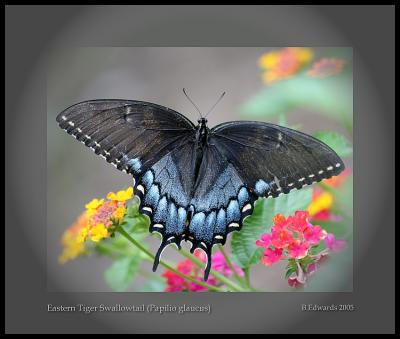 Female  Swallowtail (black form)