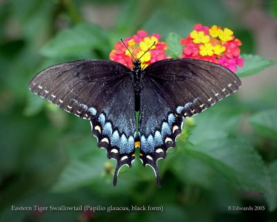 Female  Swallowtail (black form) #2