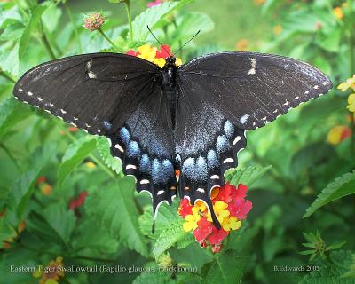 Female  Swallowtail (black form) #3
