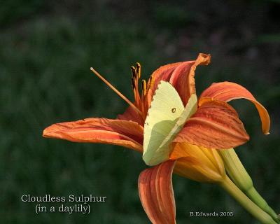 Cloudless Sulphur, in daylily