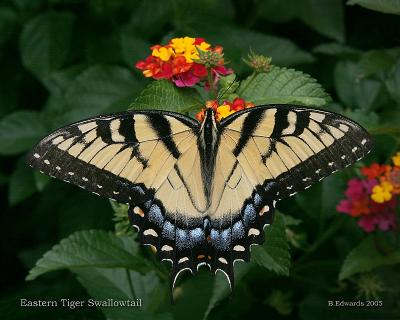 Eastern Tiger Swallowtail, 4