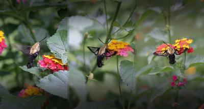 Snowberry Clearwing Moth, aka Bumblebee Moth