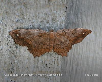 One-spotted Variant Moth