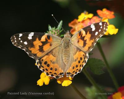 Painted Lady, 1A