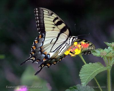 Eastern Tiger Swallowtail, 5