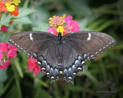 Female  Swallowtail (black form) #4