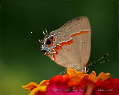 Red-banded Hairstreak, 1A