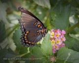 Red spotted purple