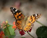 Painted Lady 1B