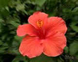 Hibiscus #4A
