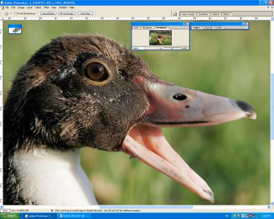 Screen_Shot1DMKII__EF_70-200_f4L-a.jpg