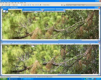 Screen_Shot1DMKII__1DsMKII-C1_371-Sharpness-d.jpg