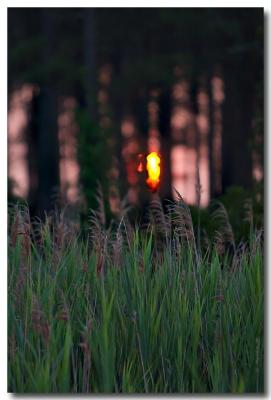 Through the trees