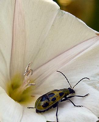 Morning Glory and Beetle