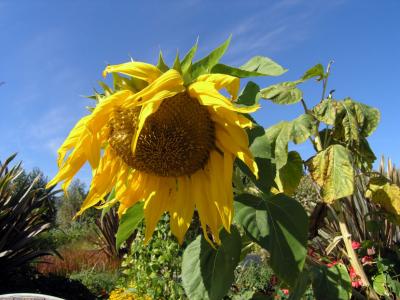 Sunflower