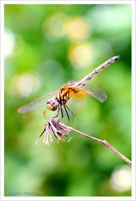 dragonfly f