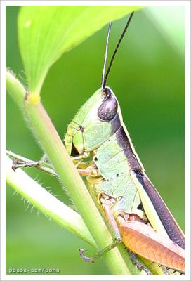 grasshopper g