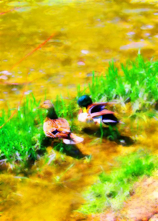 Ducks in Beer Creek... As Bernd Insisted !