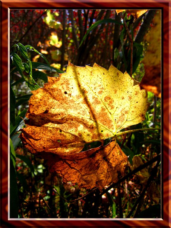 Autumn Is Coming Soon, Schwarzwald, Germany