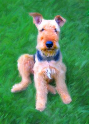 Ricky,- our small friend, beautiful ehrdelterrier