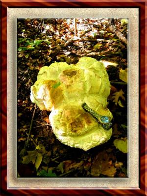 Giant Fungus in Forest, Schaftlach, Bavaria