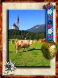 Classic Alpine Cows in Bayrischzell, Bayern