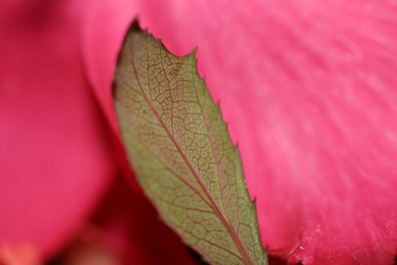 Green on Pink