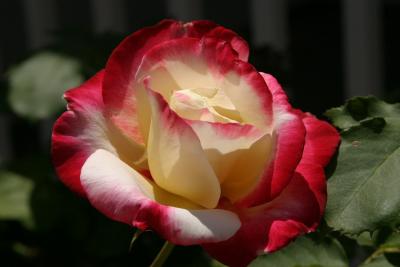 Striated Rose