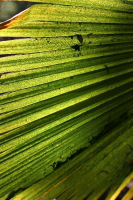 Palm Fronds in Light