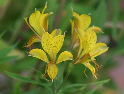 yellow_alstromeria.jpg