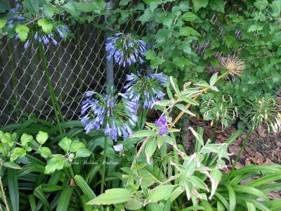 Agapanthus