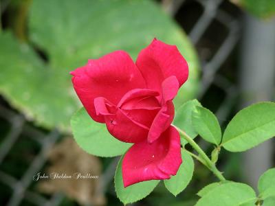 Red Rose Bud.jpg