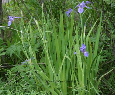 Louisiana Iris