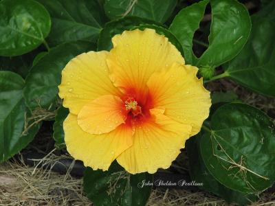 Hibiscus - unknown variety