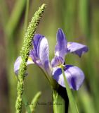 Giant Blue Iris