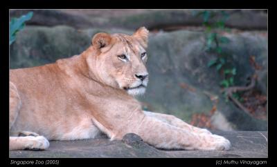 Lion, Singapore Zoo