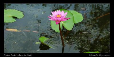 Lotus, Phuket