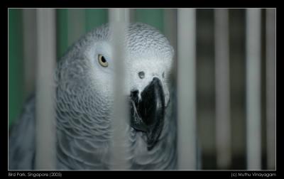 Angry Parrot