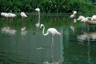 1001 Flamingo
