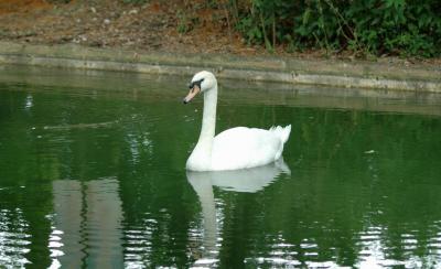 Swan