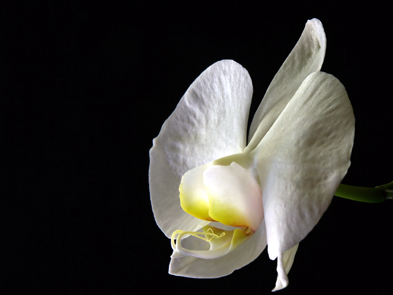 Memorial Day Orchid