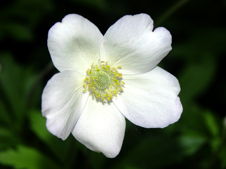 Flower Study 3