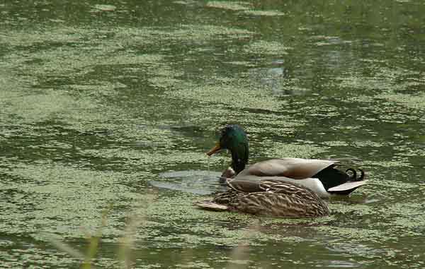 GREEN MALLARDS